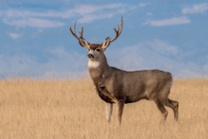 Wyoming Mule Deer Units | Gaia GPS